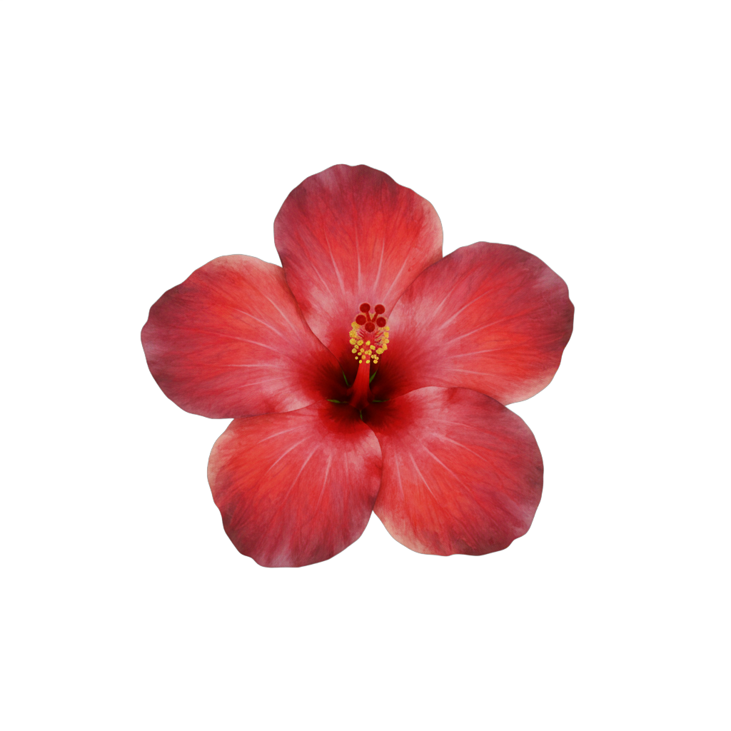 Watercolor Red Hibiscus Flower