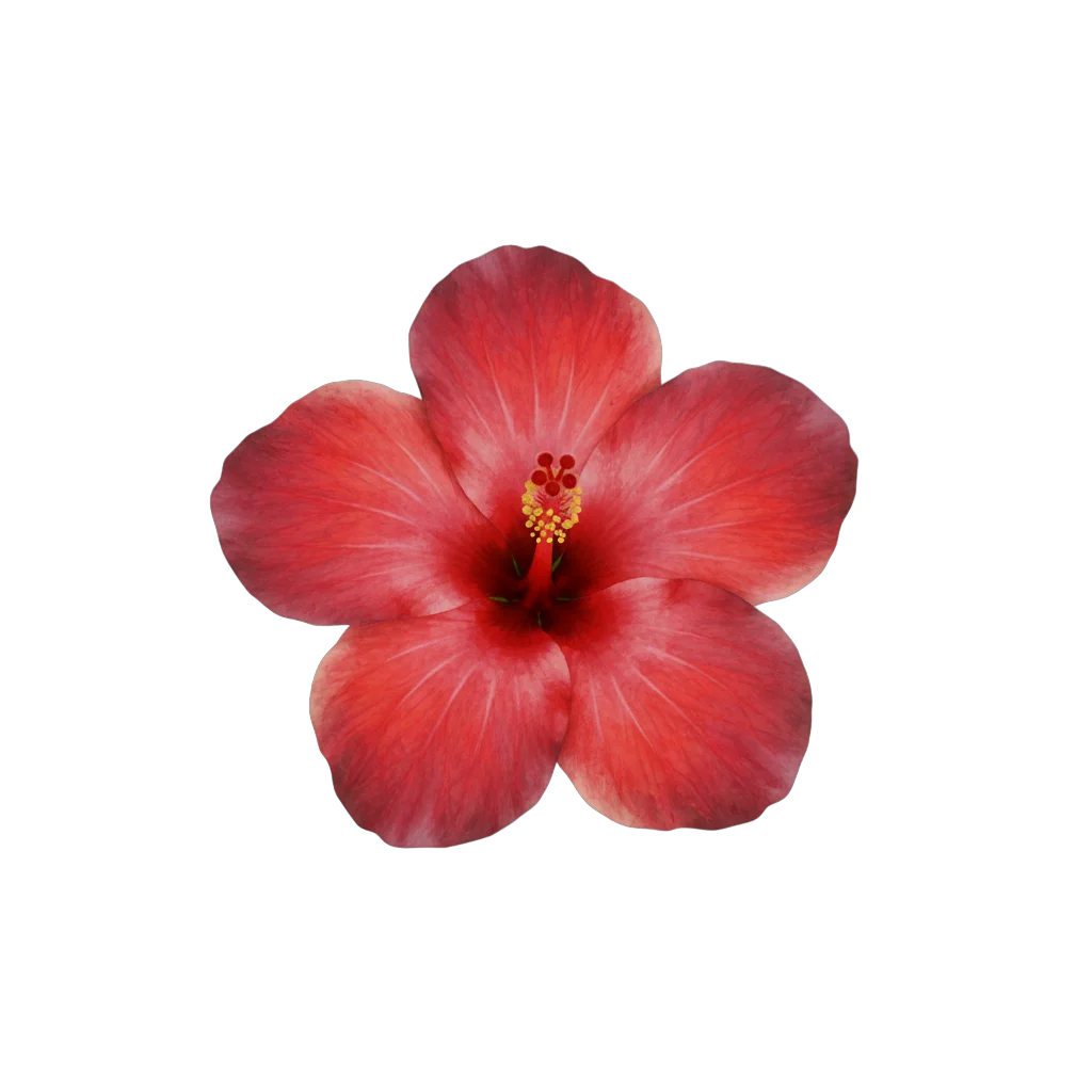Watercolor Red Hibiscus Flower