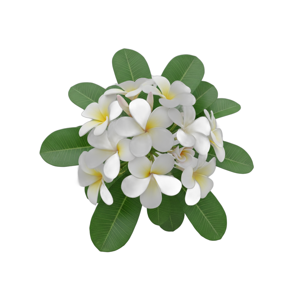 Tropical Frangipani Flowers