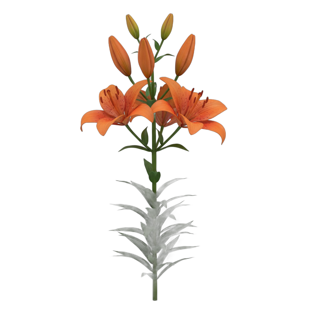 Orange Lily Flower 3D Model