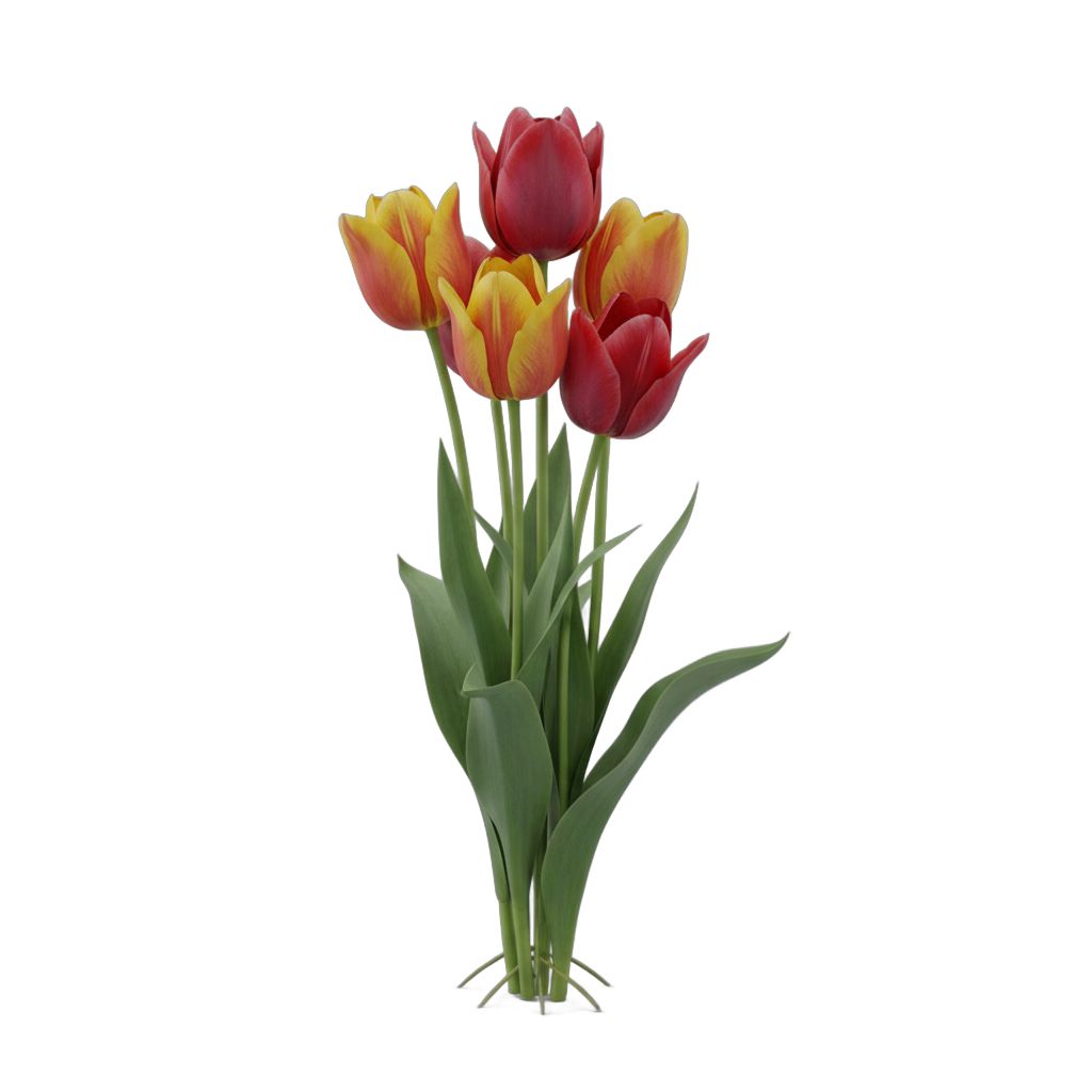 Red and Yellow Tulips