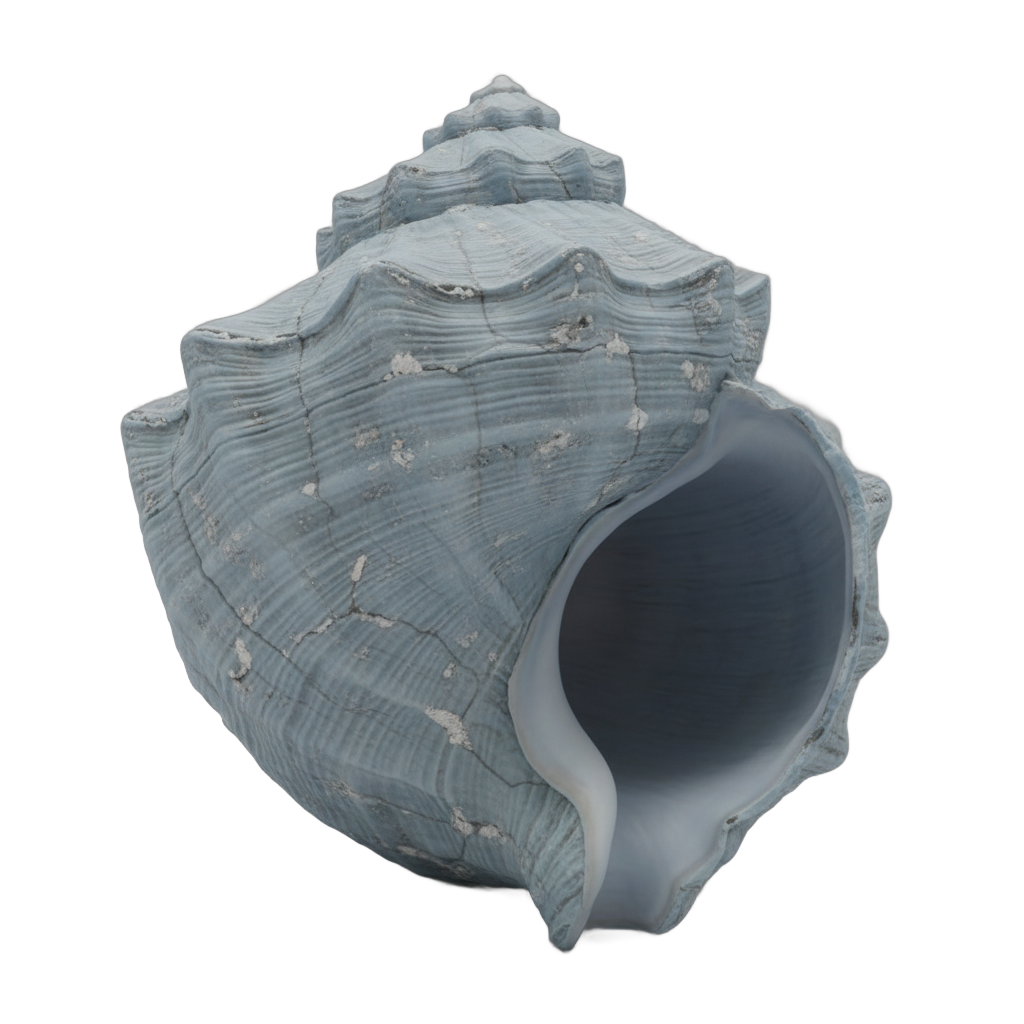 Weathered Blue Conch Shell
