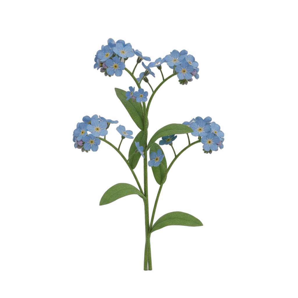 Forget Me Not Flowers Botanical Model