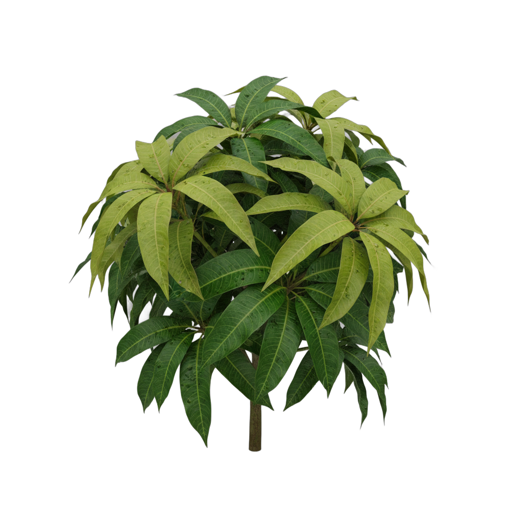 Mango Leaves Foliage
