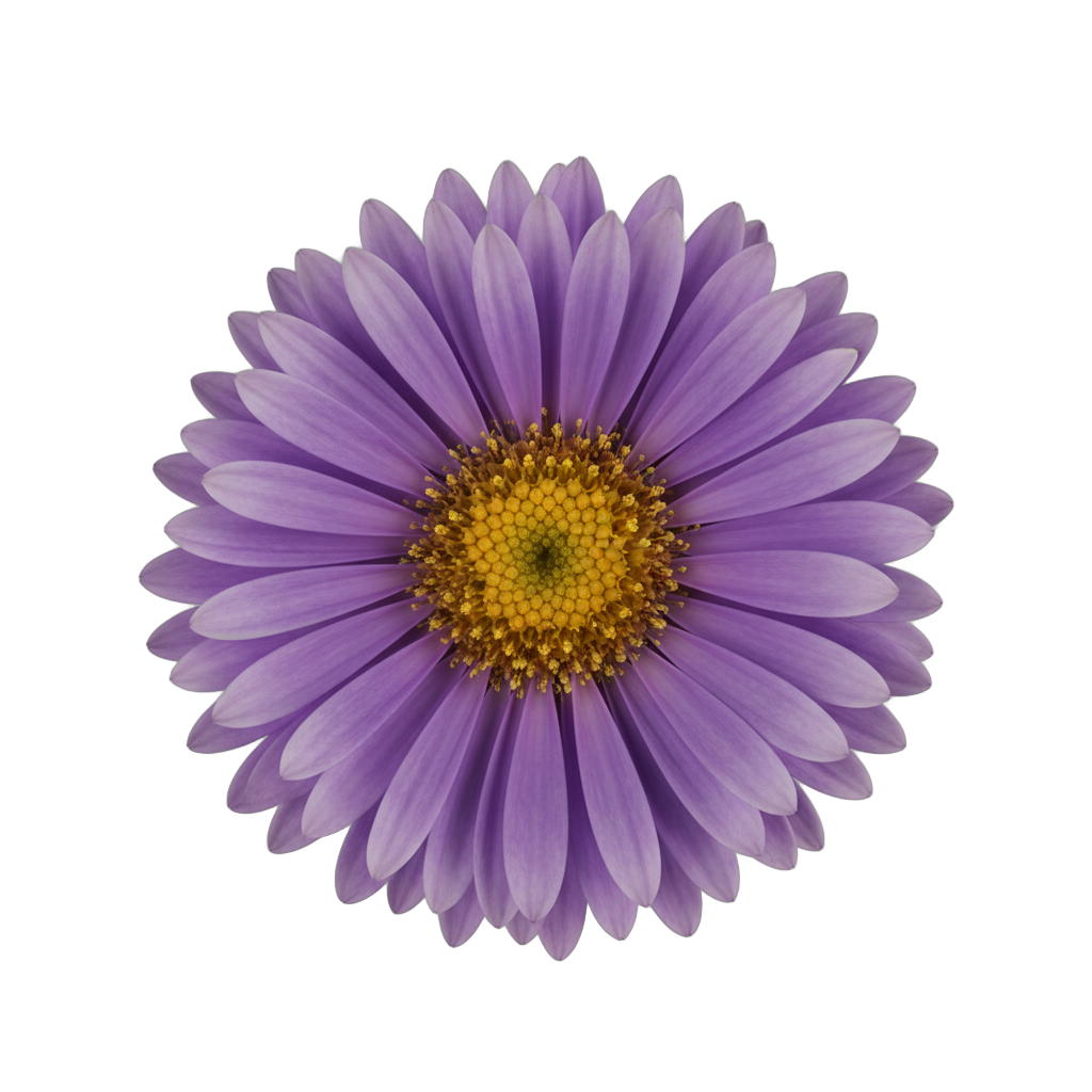 Purple Aster Flower