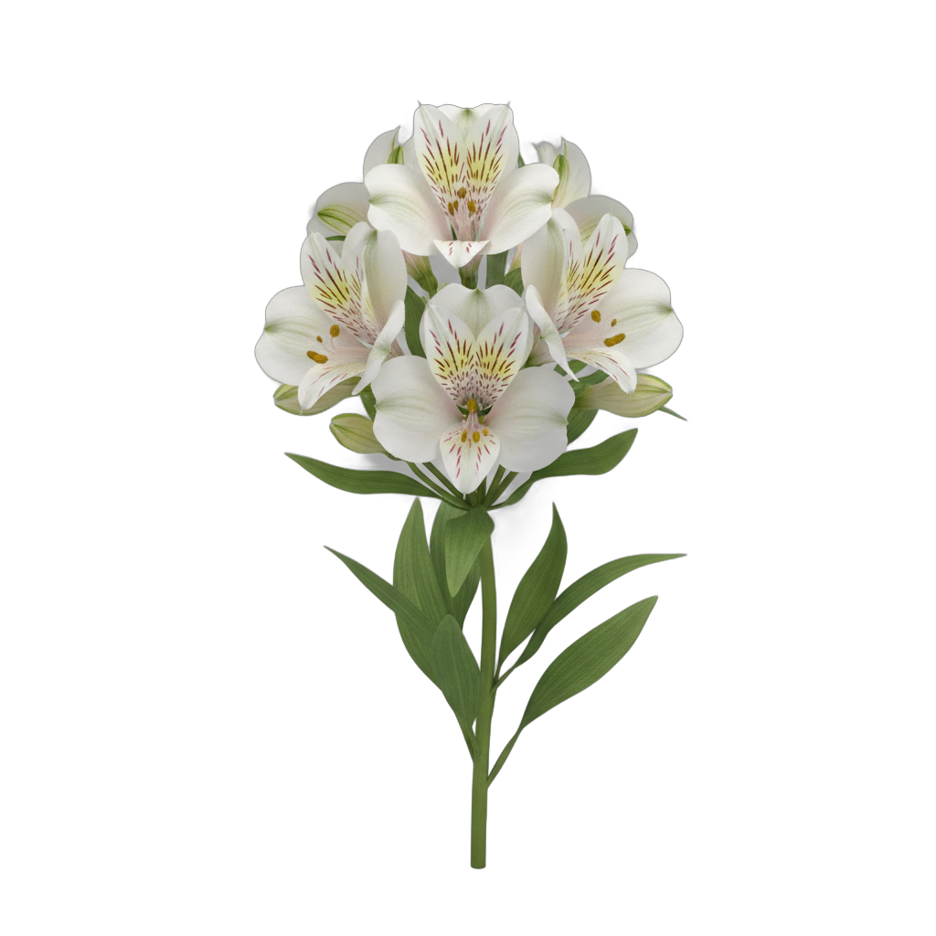 White Peruvian Lilies Botanical Model