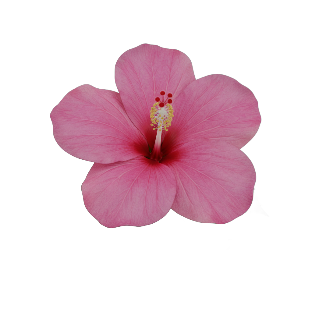 Pink Hibiscus Flower