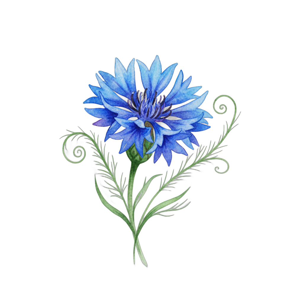 Blue Cornflower Watercolor Botanical