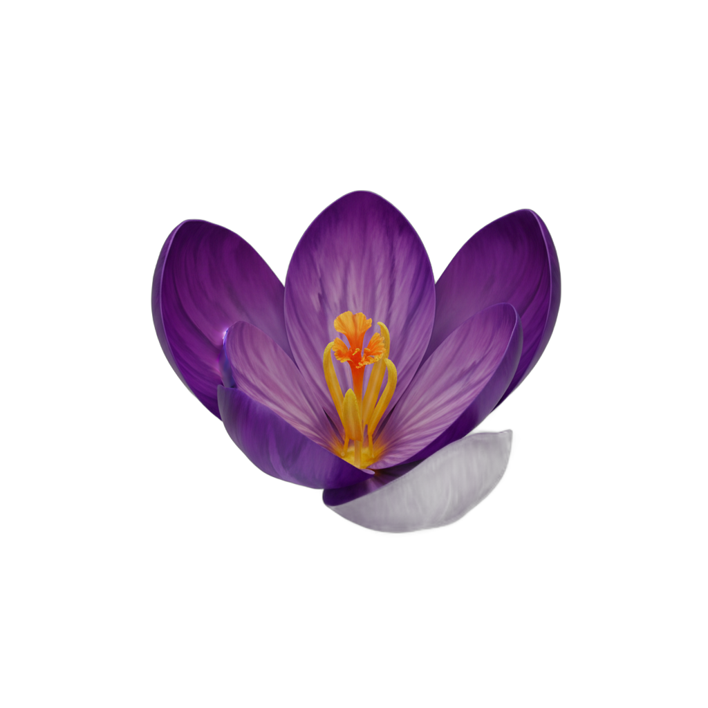 Stylized Purple Crocus Flower