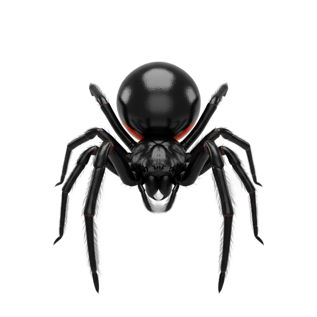 Black Widow Spider