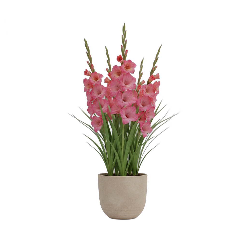 Potted Pink Gladiolus Flowers