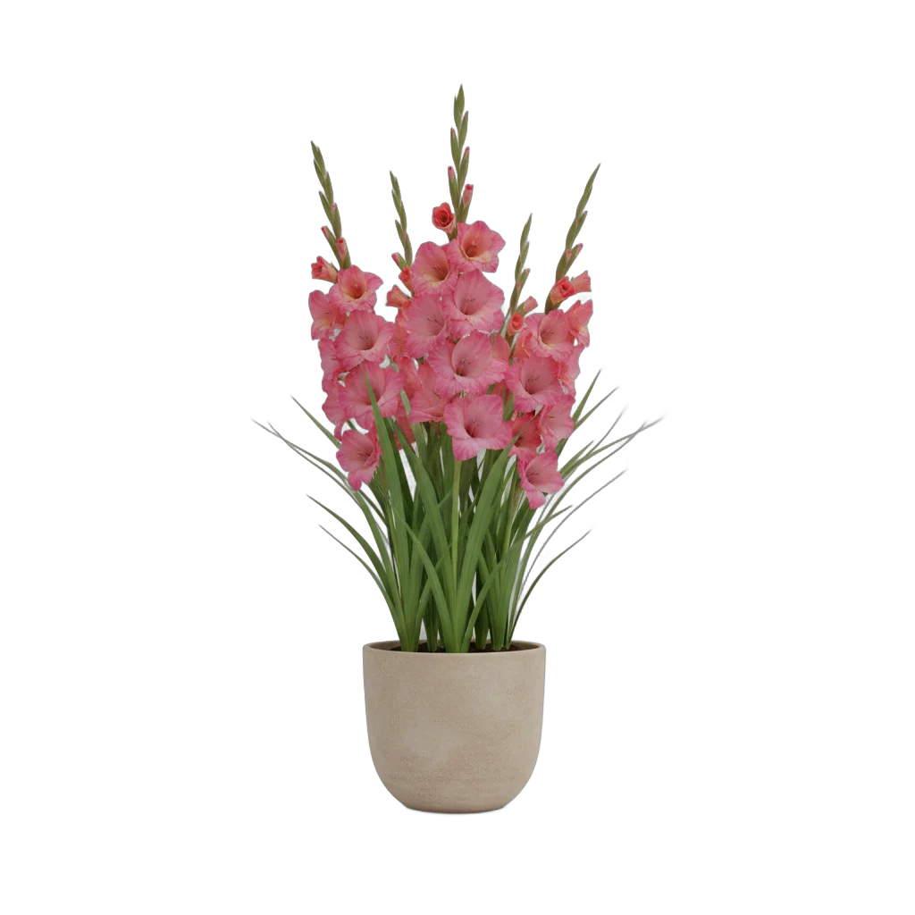 Potted Pink Gladiolus Flowers
