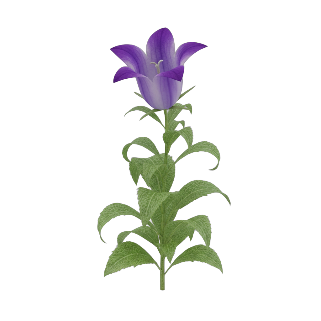 Purple Bellflower Botanical Model