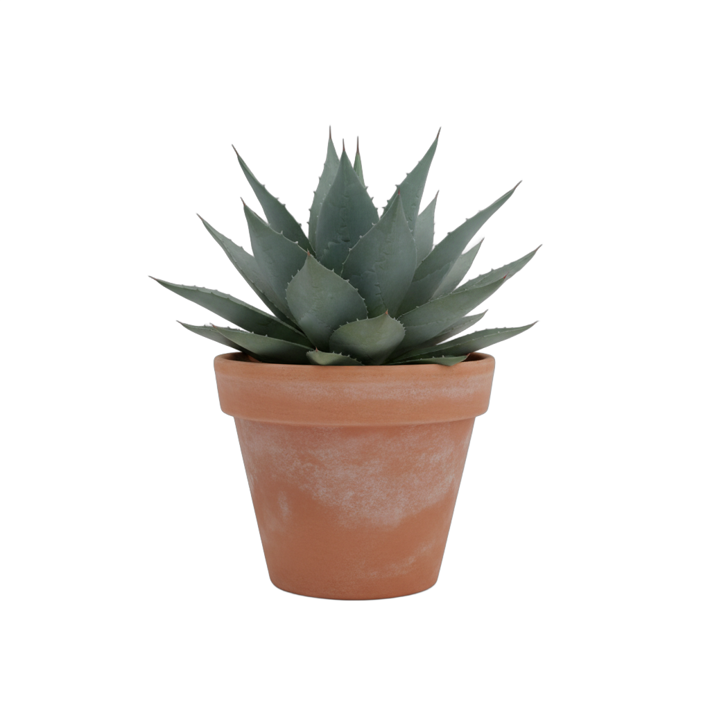 Potted Agave Plant