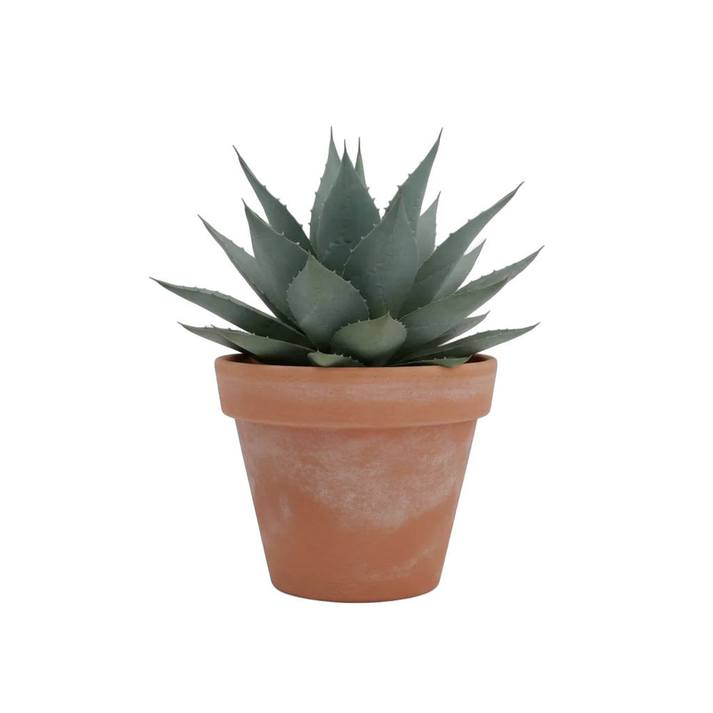 Potted Agave Plant