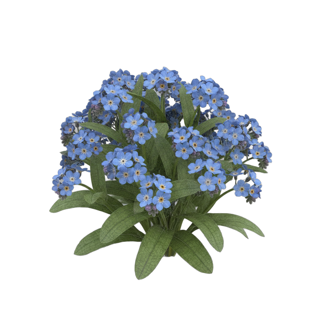 Forget Me Not Flower Cluster