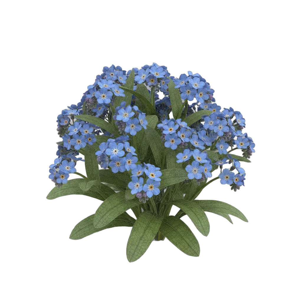 Forget Me Not Flower Cluster