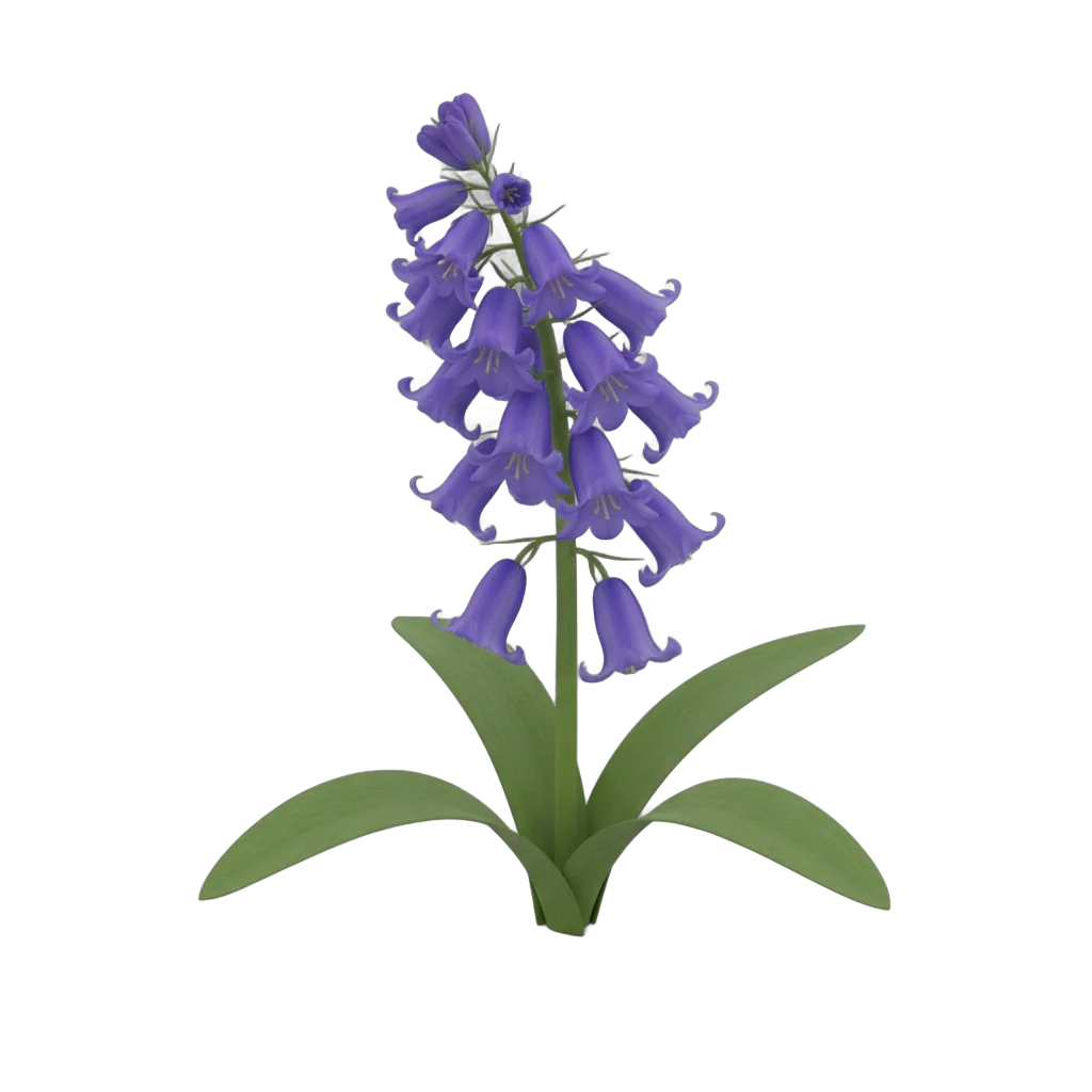 Bluebell Flower Cluster
