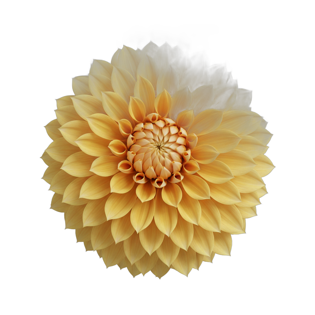 Yellow Dahlia Flower Blooming