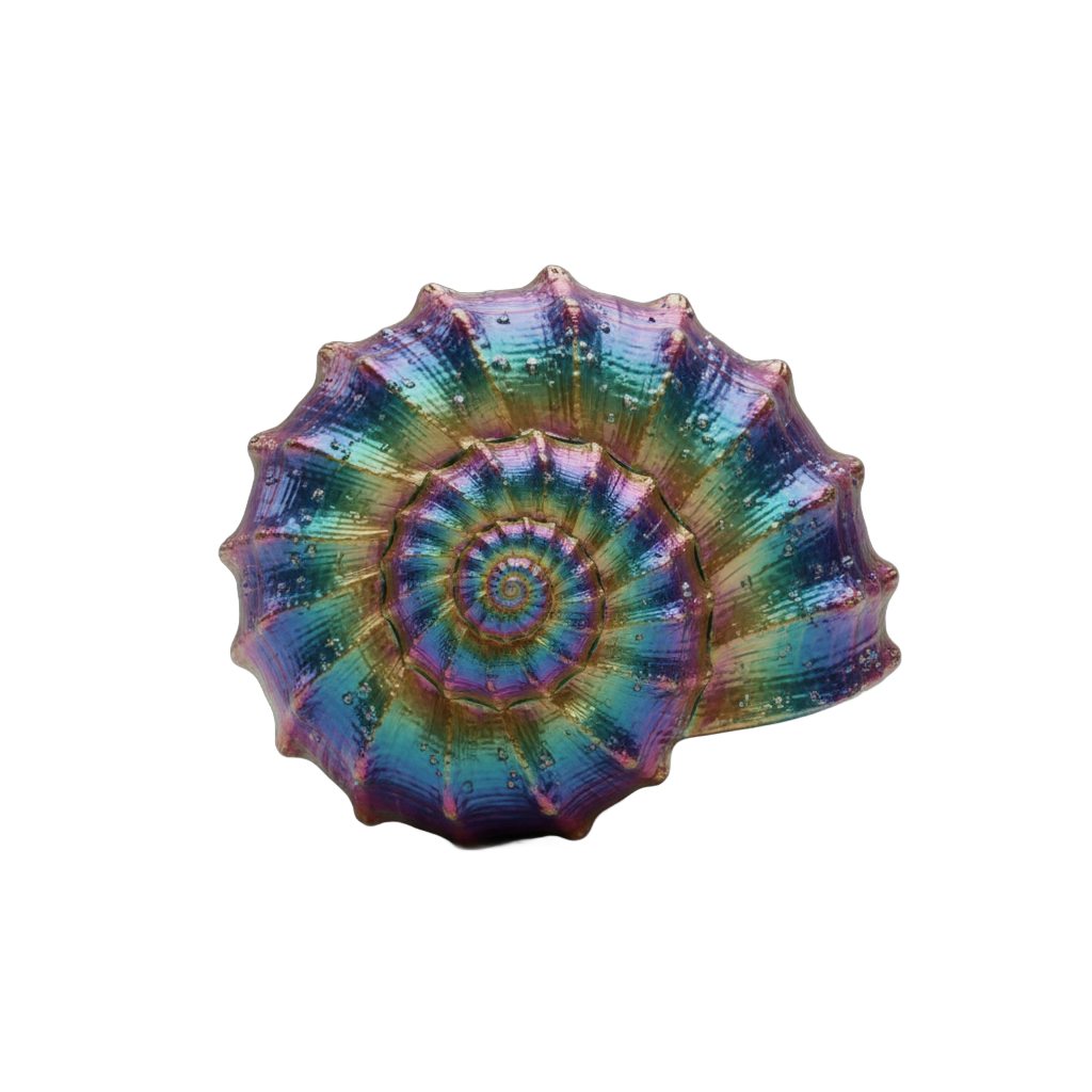 Iridescent Fantasy Conch Shell