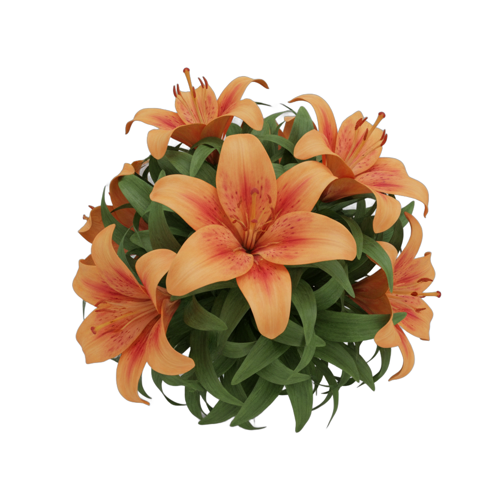 Orange Lilies with Foliage