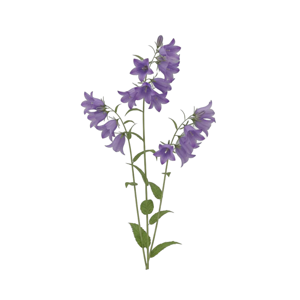 Purple Bellflower Trio