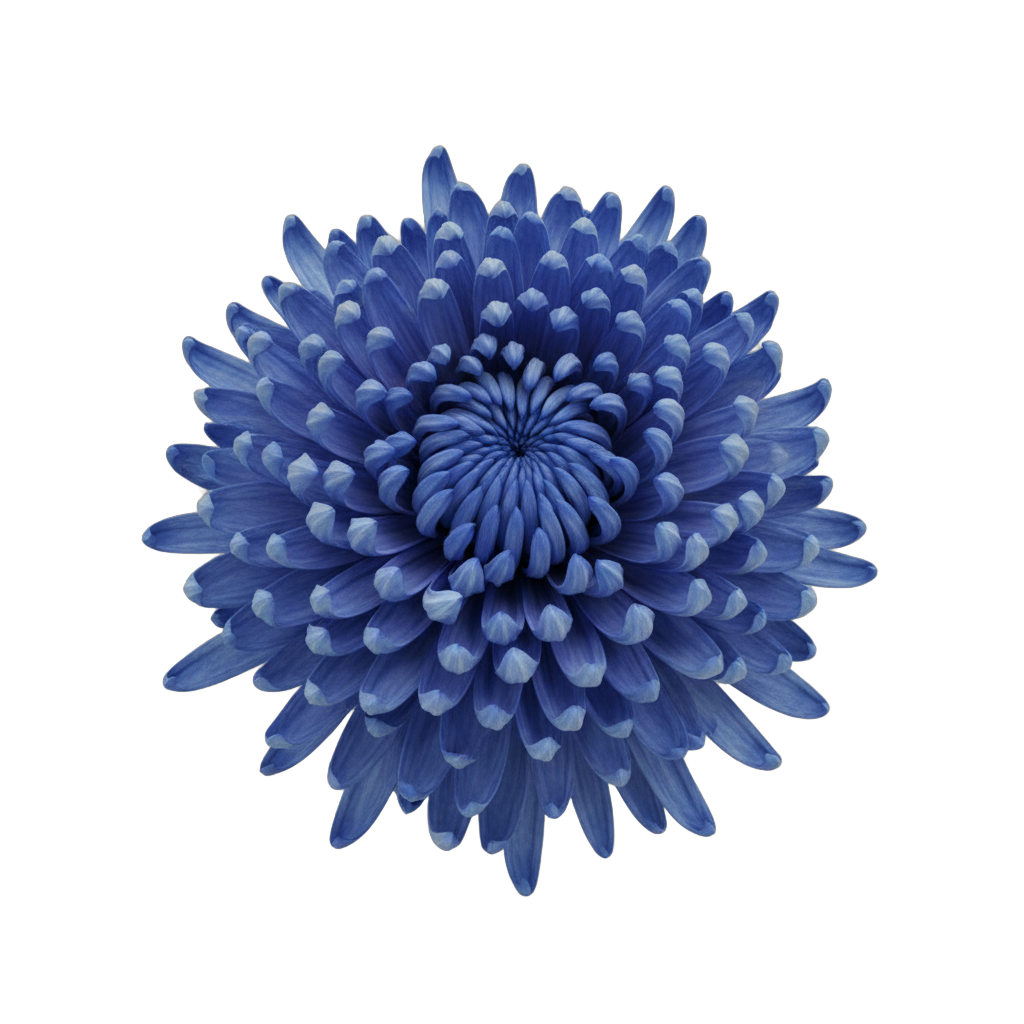 Blue Chrysanthemum Flower