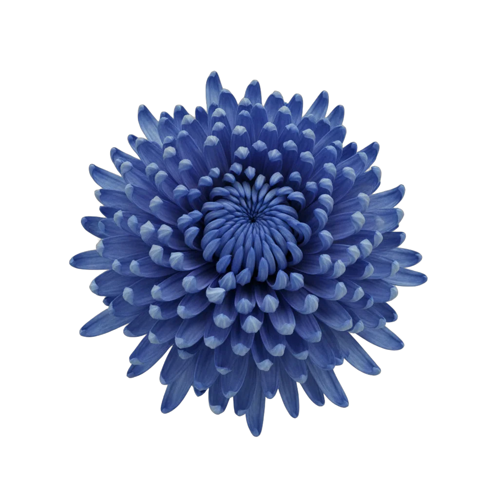 Blue Chrysanthemum Flower