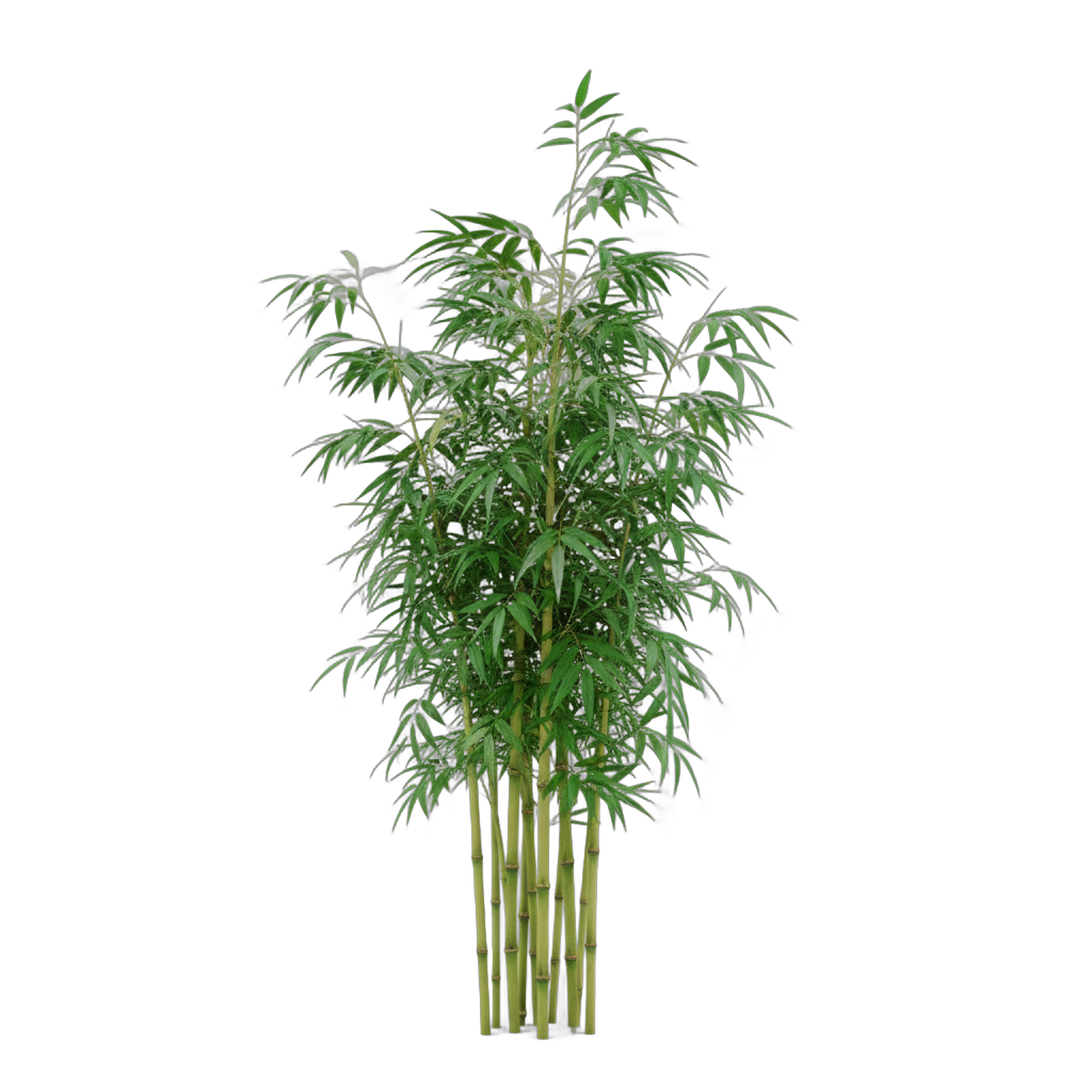 Bamboo Plant with Leaves