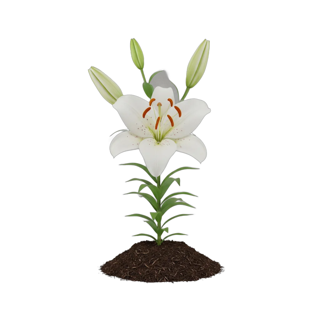 White Lily Flower with Buds