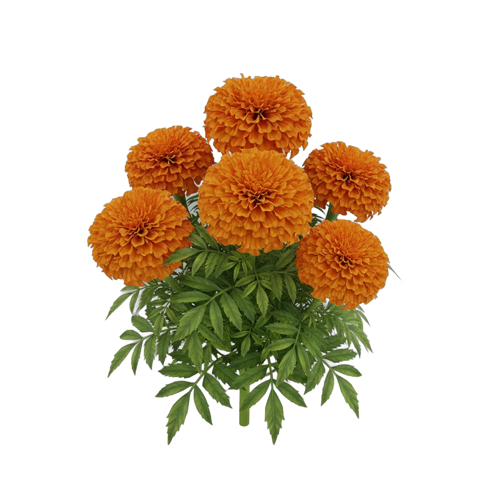 Marigold Flower Cluster