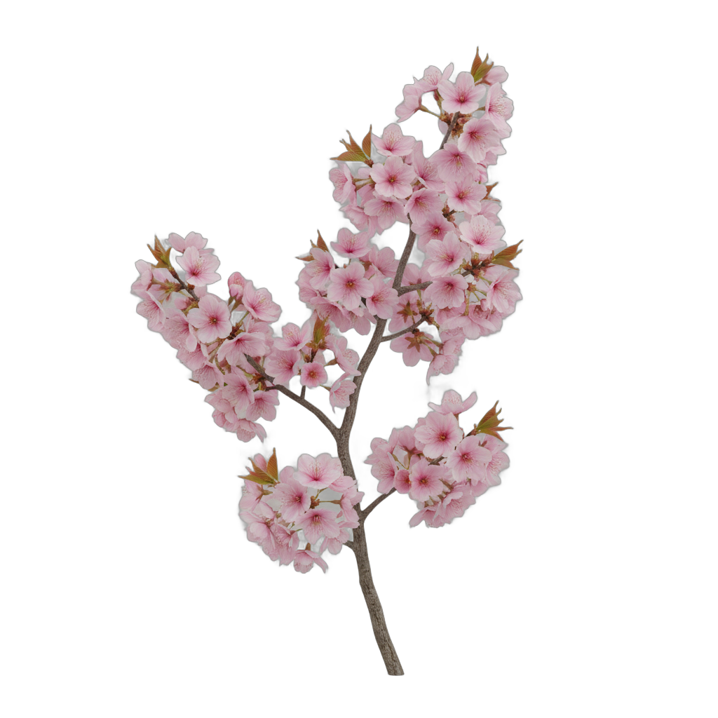 Cherry Blossom Branch