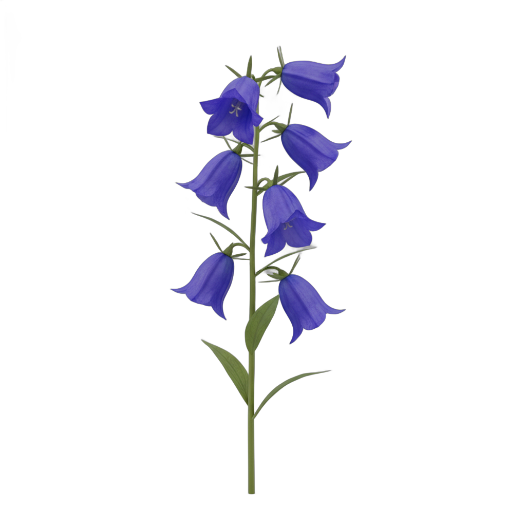Blue Bellflower Stem