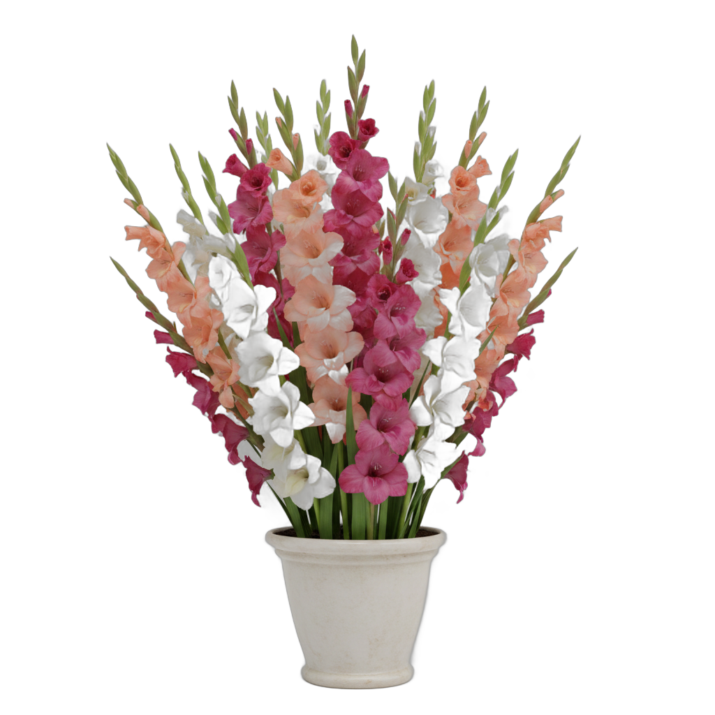 Gladiolus Flower Bouquet in Ceramic Pot