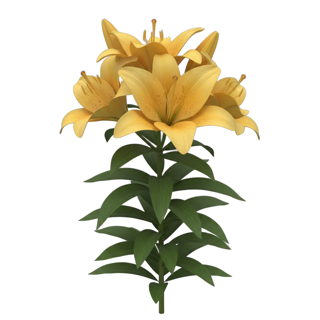 Yellow Lilies Flower