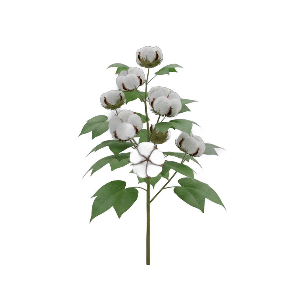Botanical Cotton Plant