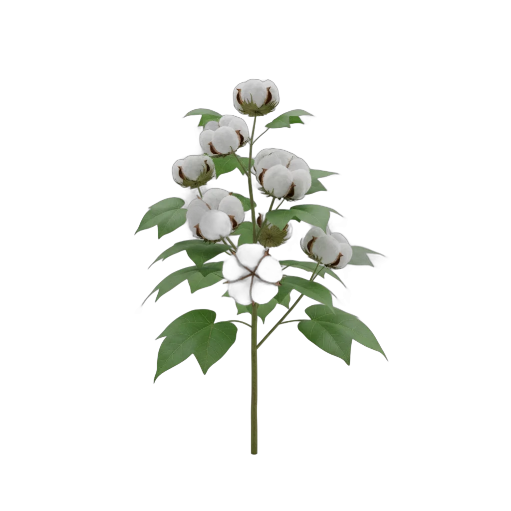 Botanical Cotton Plant