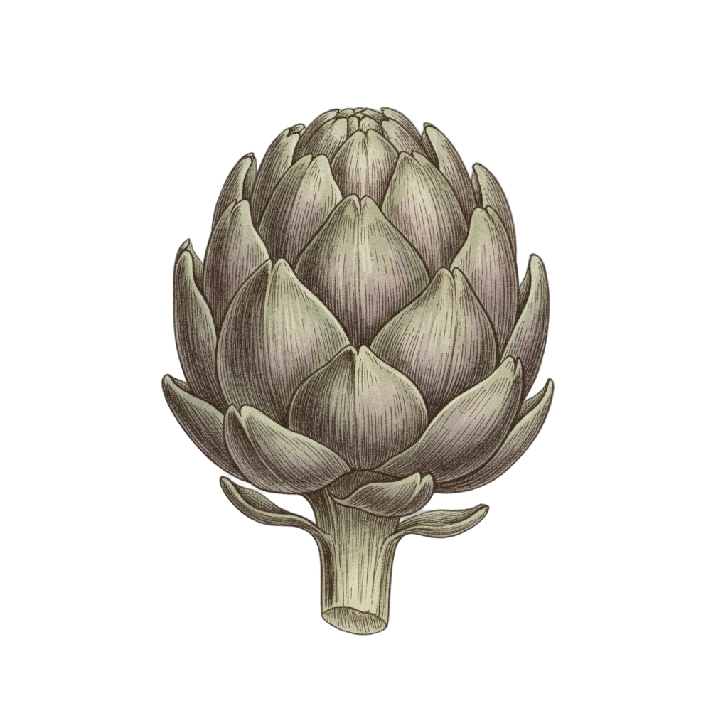 Vintage Artichoke Botanical Illustration