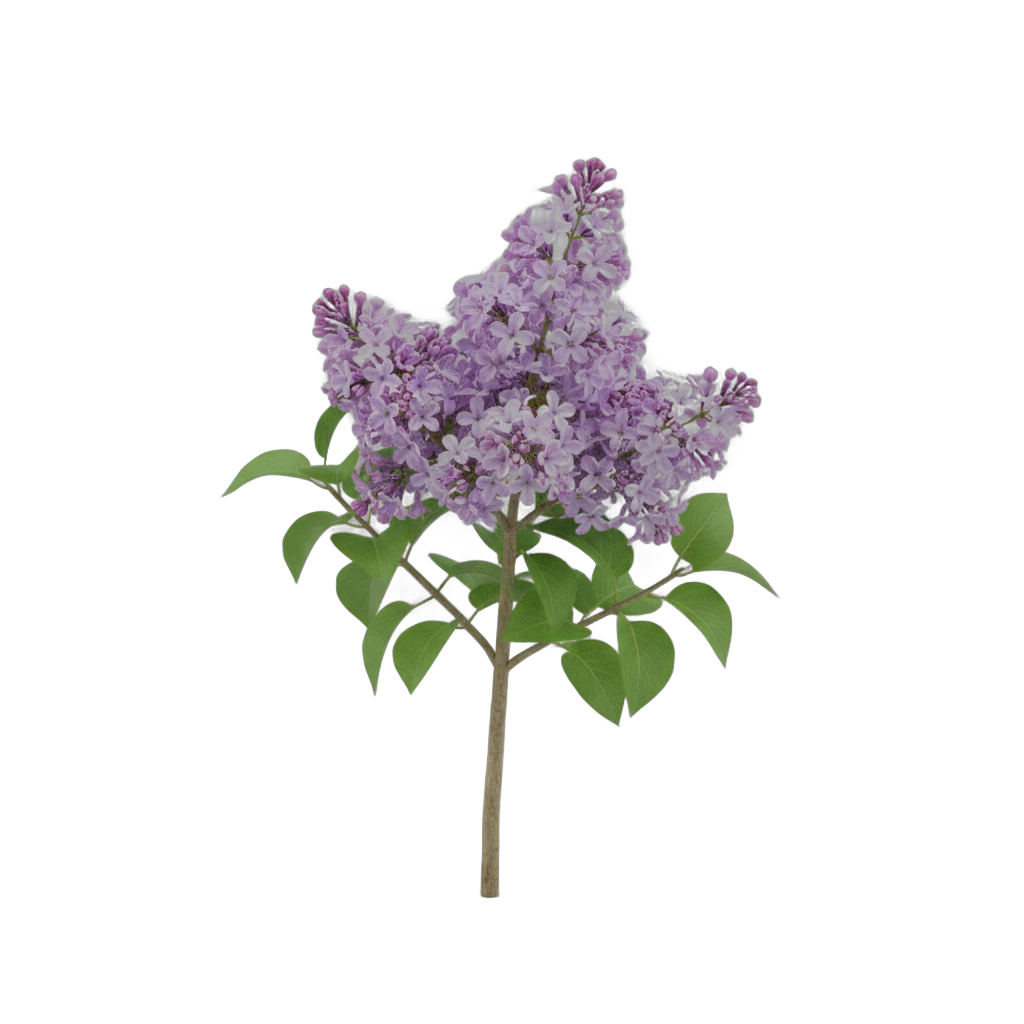Flowering Lilac Branch