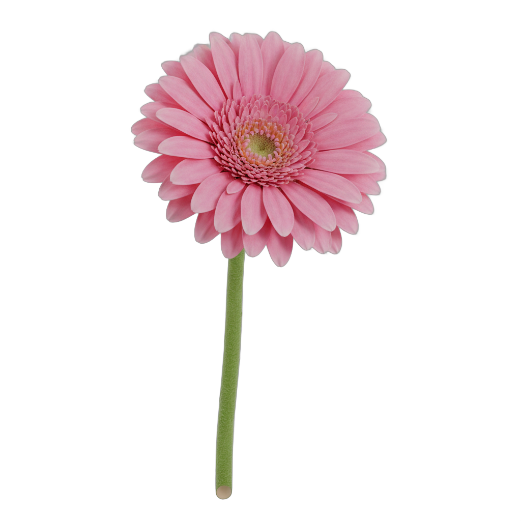 Pink Gerbera Daisy