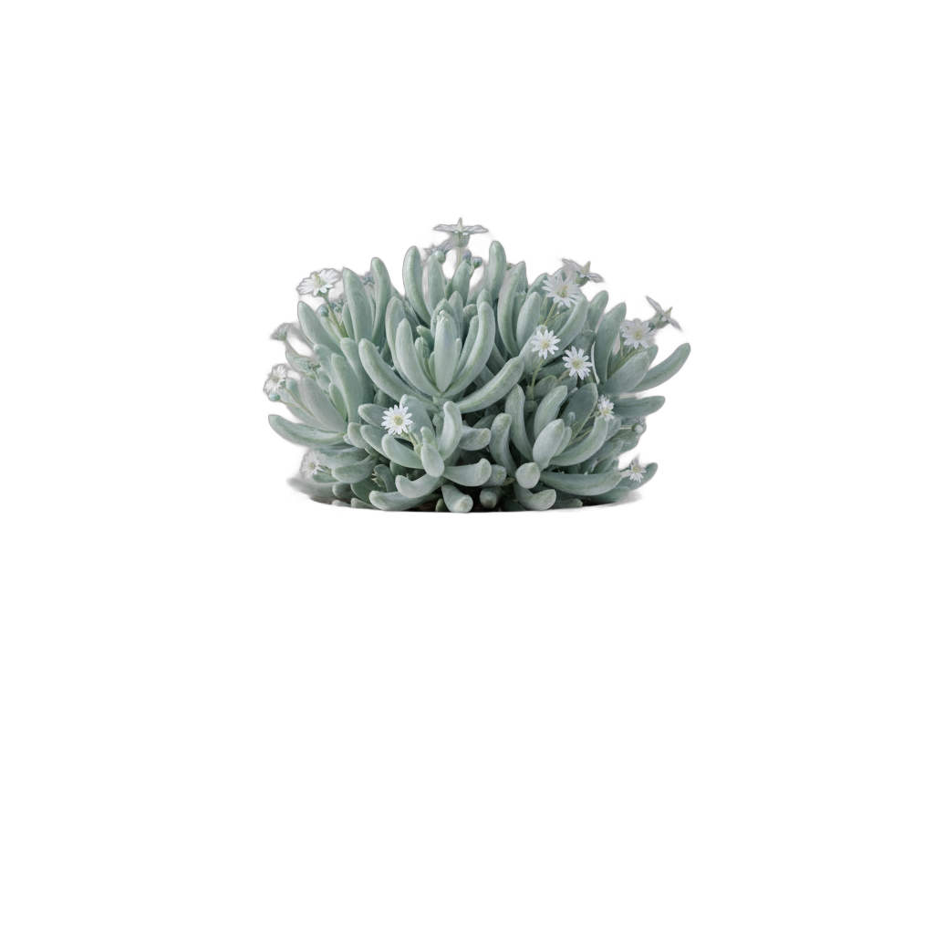 Potted Blue Senecio Succulent