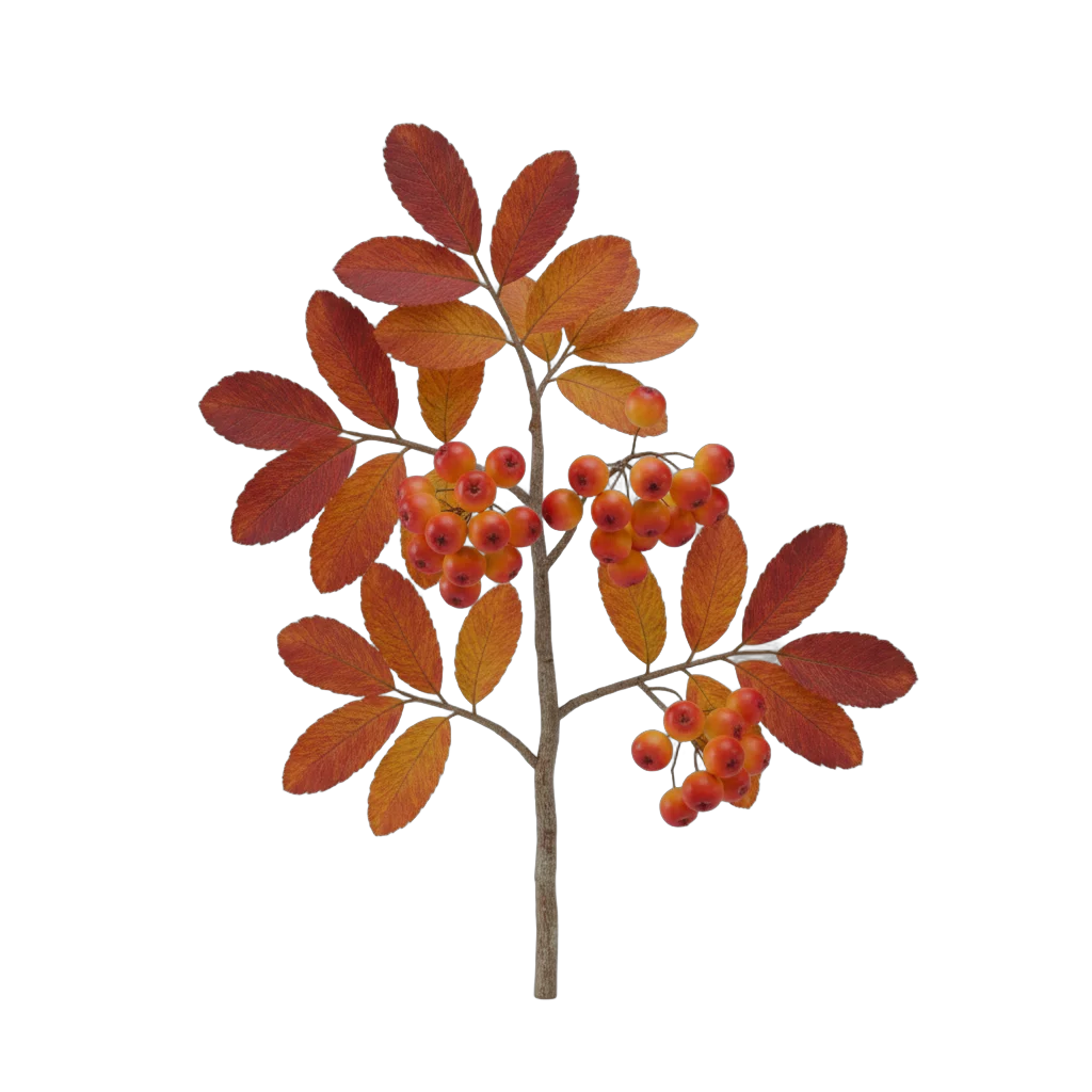 Autumn Berry Branch with Orange Berries