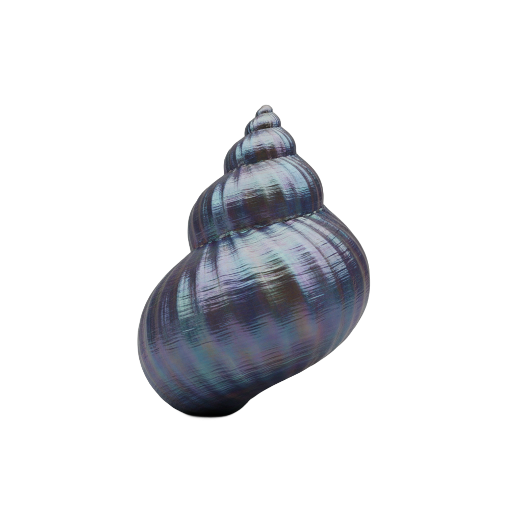 Iridescent Blue Seashell