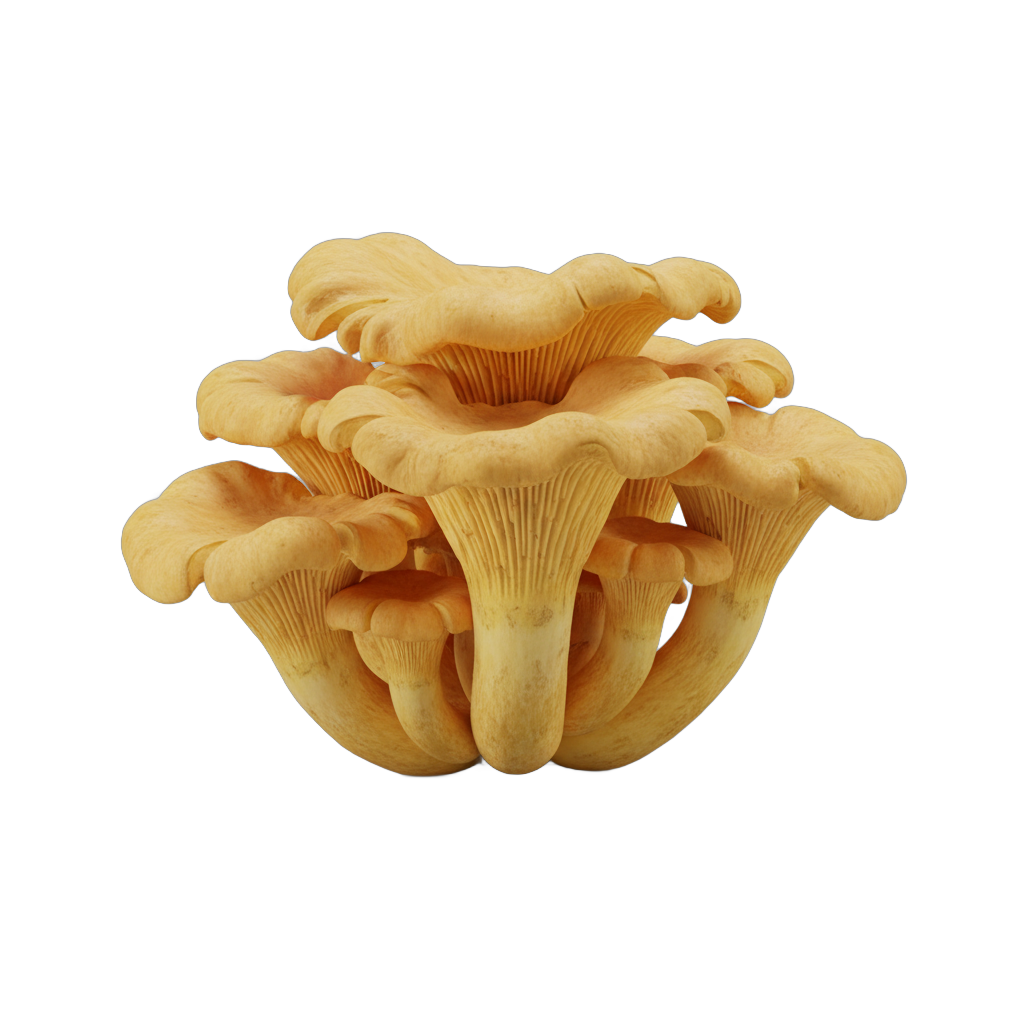 Chanterelle Mushroom Cluster