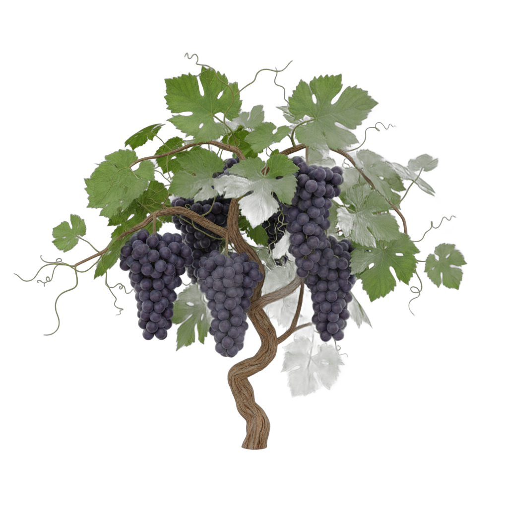 Grapevine with Purple Grapes