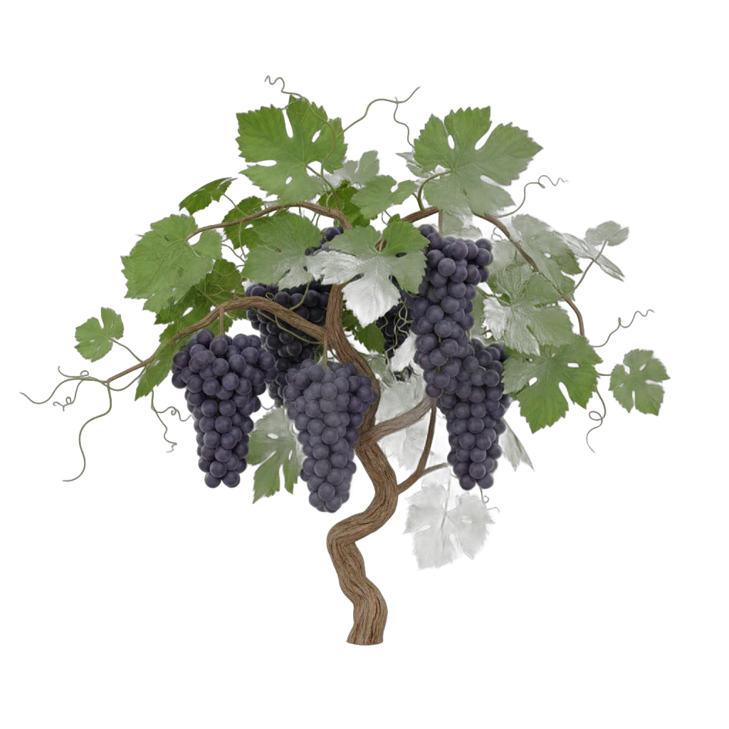 Grapevine with Purple Grapes