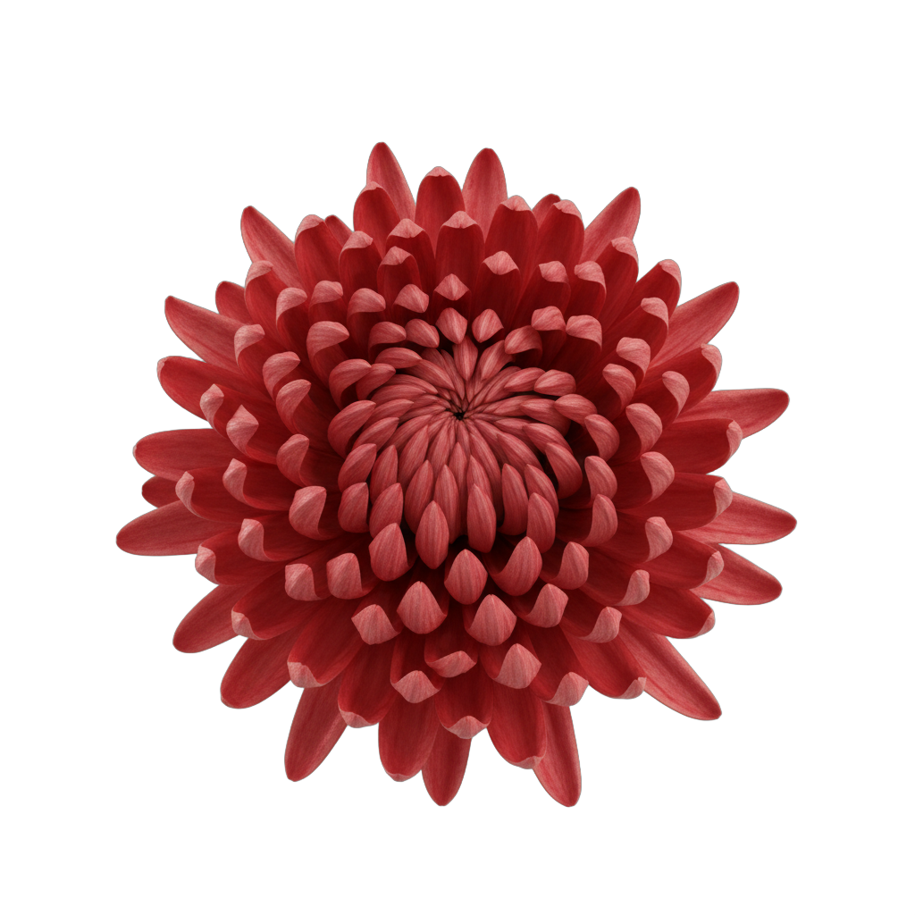 Detailed Red Chrysanthemum Flower