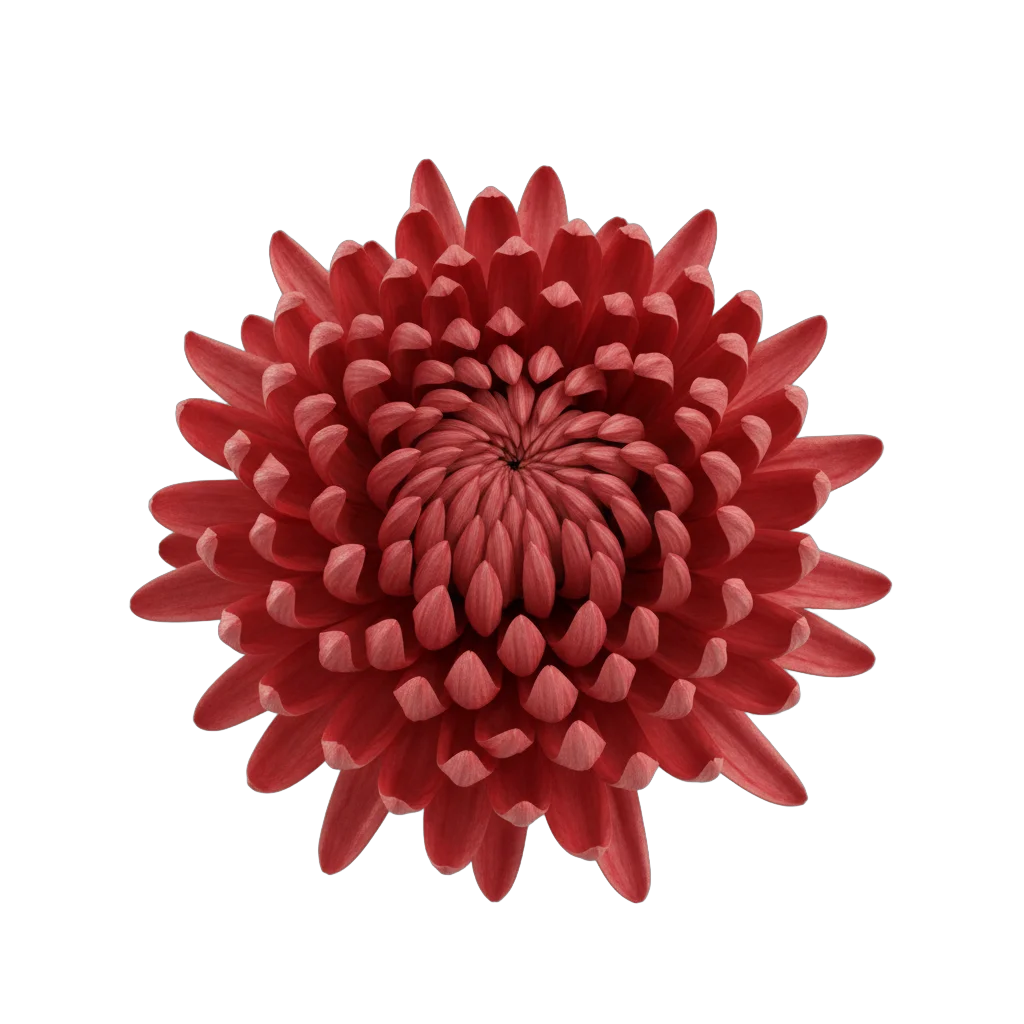 Detailed Red Chrysanthemum Flower