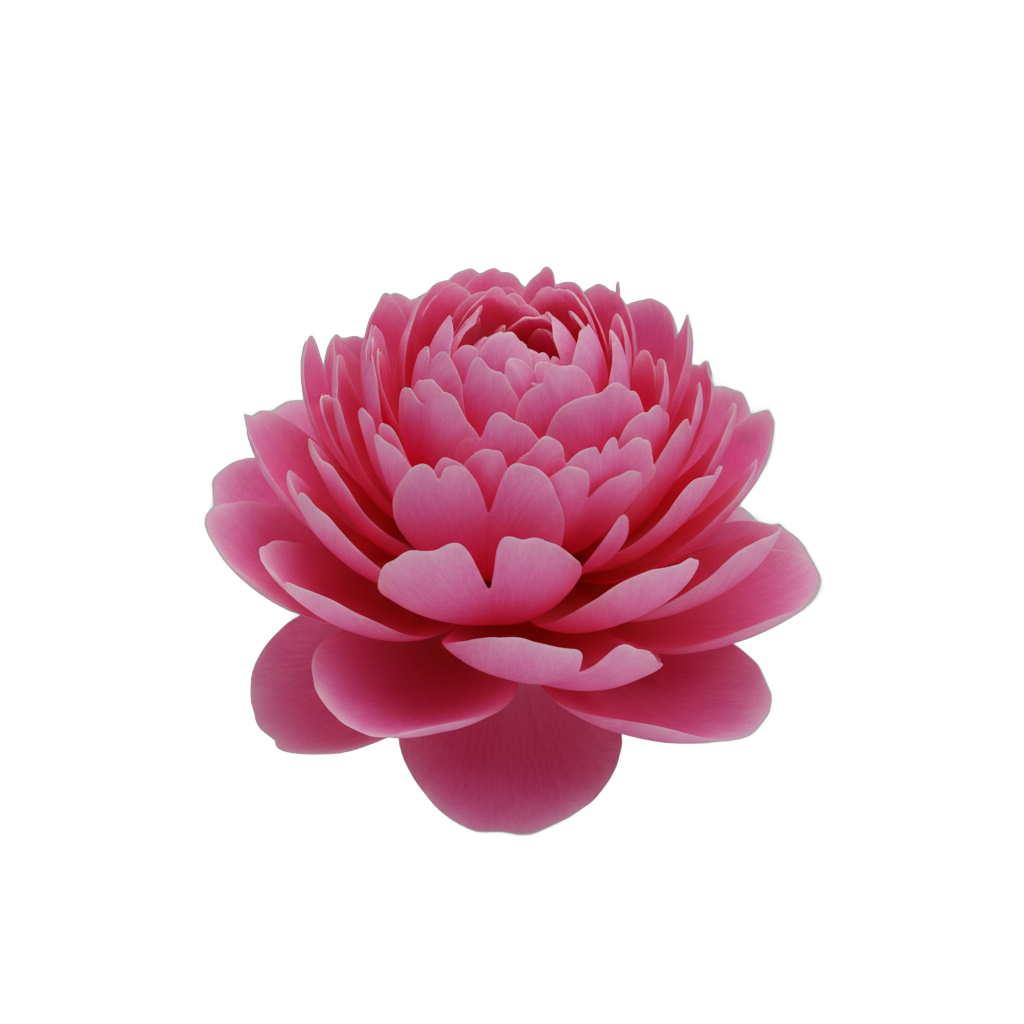 Blooming Pink Peony Flower