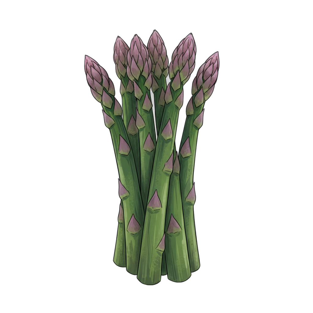 Stylized Asparagus